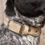 Champagne Fizz Vegan Leather Dog Collar Collar Aria the Fox