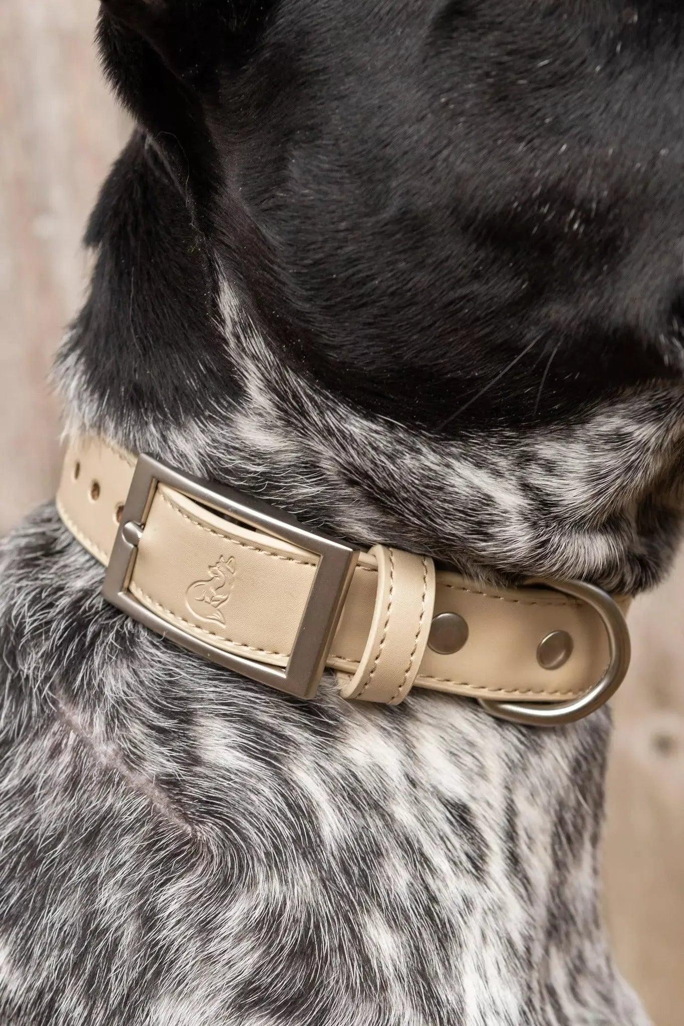 Champagne Fizz Vegan Leather Dog Collar Collar Aria the Fox