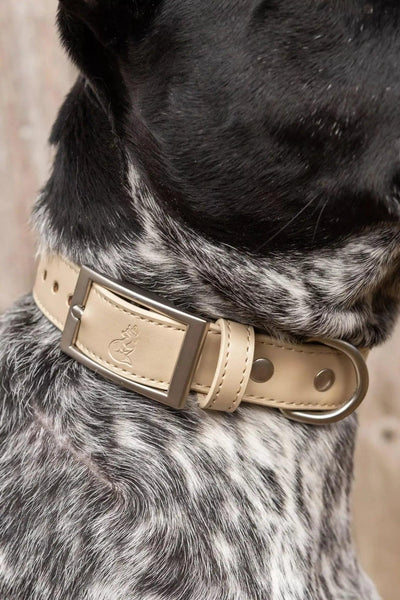 Champagne Fizz Vegan Leather Dog Collar Collar Aria the Fox