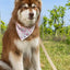 Champagne Fizz Vegan Leather Dog Collar Collar Aria the Fox