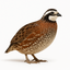 Georgia Giant Quail Hatching Eggs Quail Eggs Buddys Hatchery