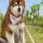 Cheers to Love Dog Bandana bandana Aria the Fox