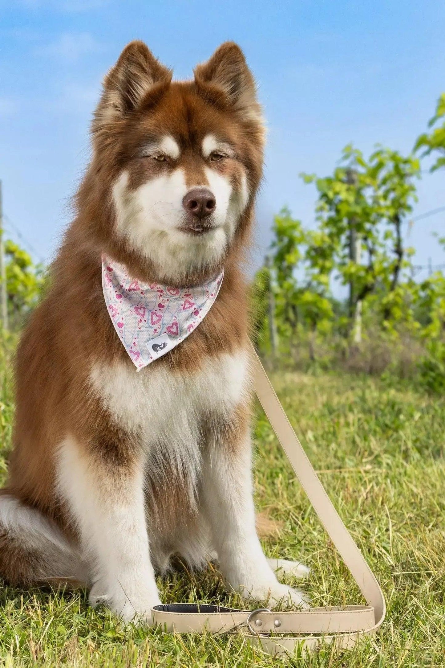 Cheers to Love Dog Bandana bandana Aria the Fox