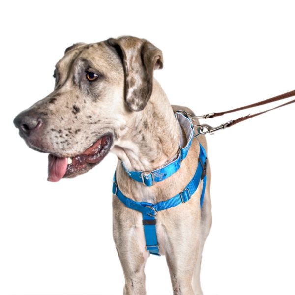 Turquoise Freedom No-Pull Dog Harness 2 Hounds Design