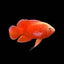 Red Chili Oscar (Astronotus ocellatus) AMERICAN CICHLID Danaqua Live Fish & More
