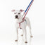 Star Spangled Freedom No-Pull Dog Harness – EarthStyle 2 Hounds Design
