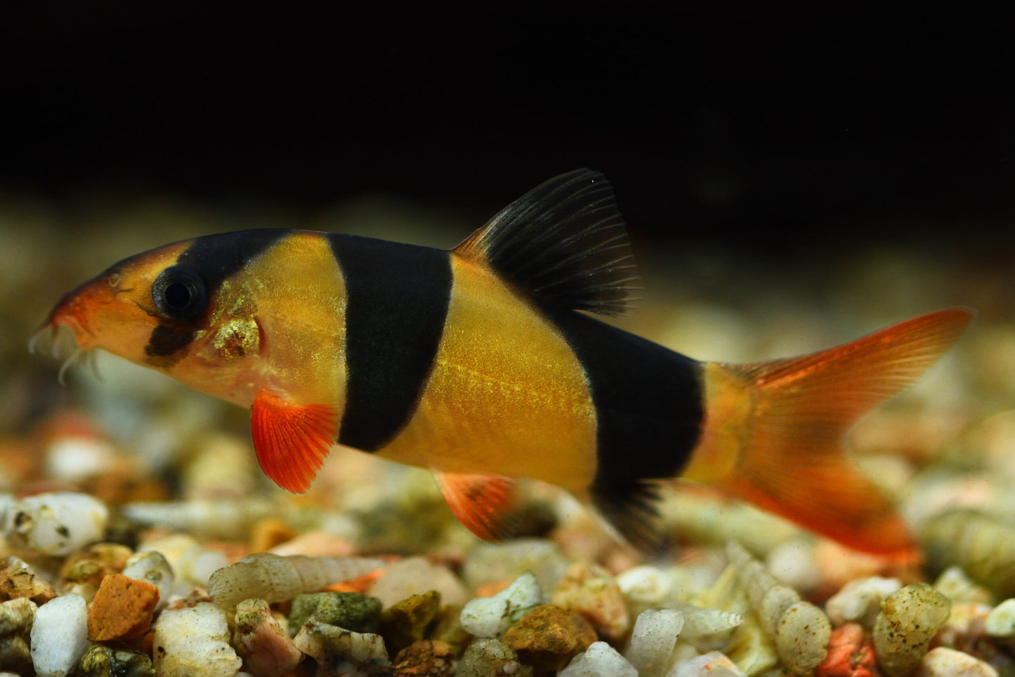 Clown loaches LOACH Danaqua Live Fish & More
