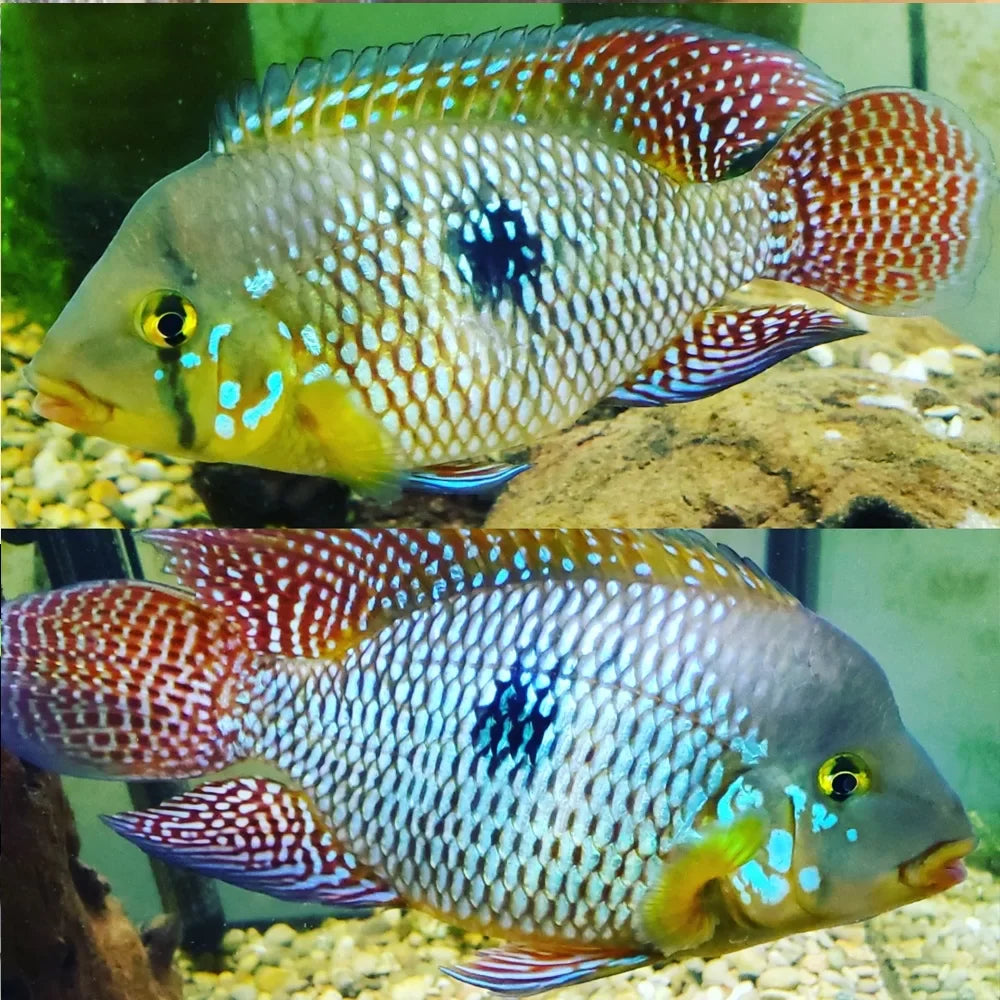 Pearl Eartheater (Geophagus brasiliensis) AMERICAN CICHLID Danaqua Live Fish & More