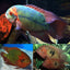 Emerald Cichlid (Chocolate Cichlid (Hypselecara temporalis) AMERICAN CICHLID Danaqua Live Fish & More