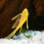L144 Blue Eye Lemon Bristlenose Pleco (Ancistrus sp) PLECO Danaqua Live Fish & More