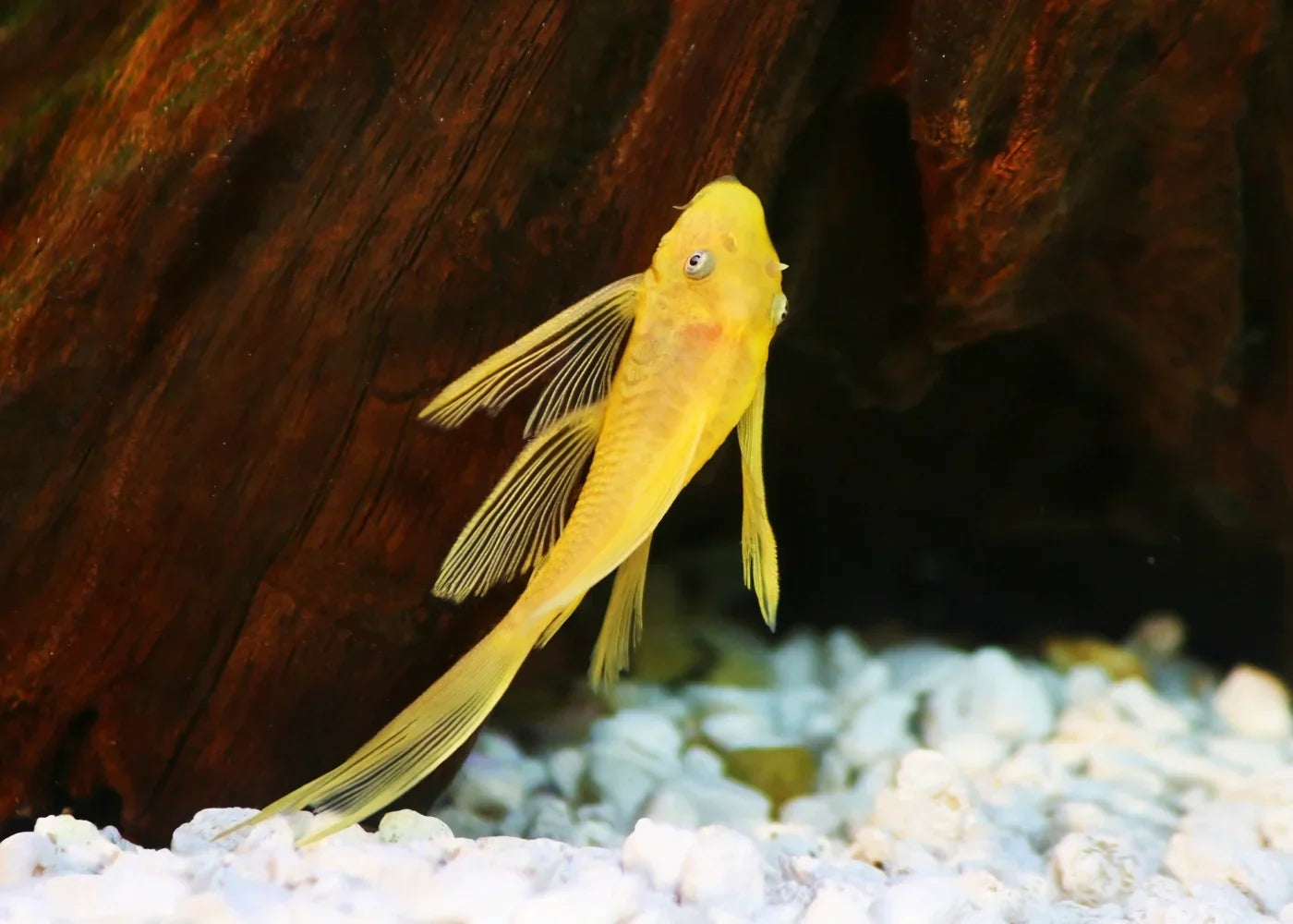 L144 Blue Eye Lemon Bristlenose Pleco (Ancistrus sp) PLECO Danaqua Live Fish & More