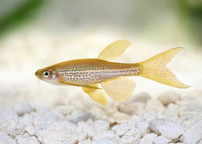 Leopard Danio DANIO Danaqua Live Fish & More