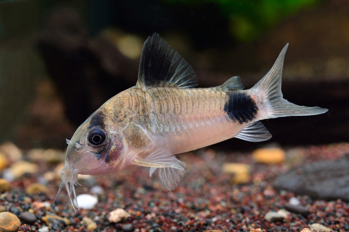 Panda Corydoras CORY Danaqua Live Fish & More
