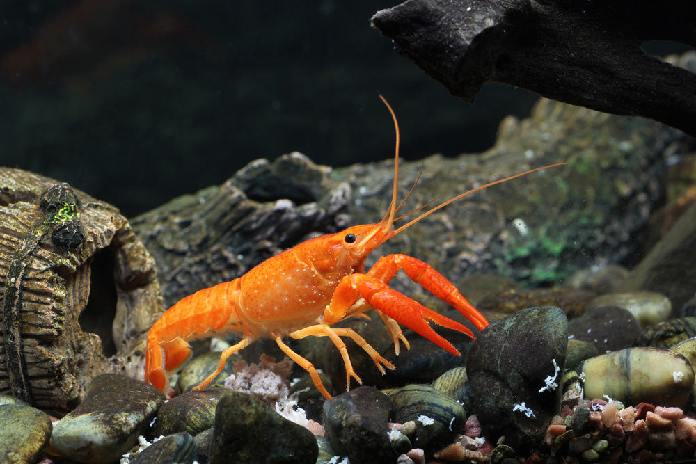 Mexican Dwarf Orange Crayfish CRAYFISH Danaqua Live Fish & More