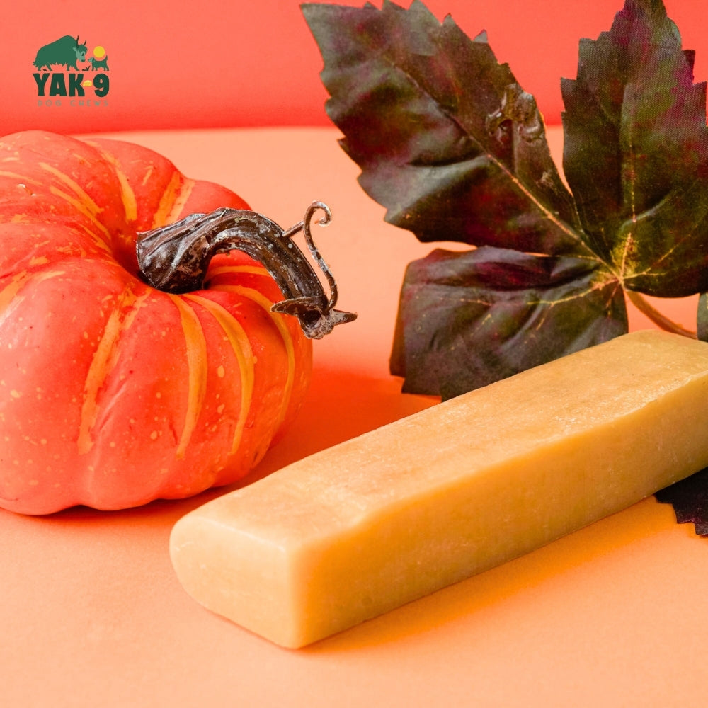 Pumpkin Cheese Chews for Dogs PUMPKIN YAK CHEWS Yak9 Chews