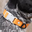 Crimson Glow Waterproof Dog Collar Collar Aria the Fox