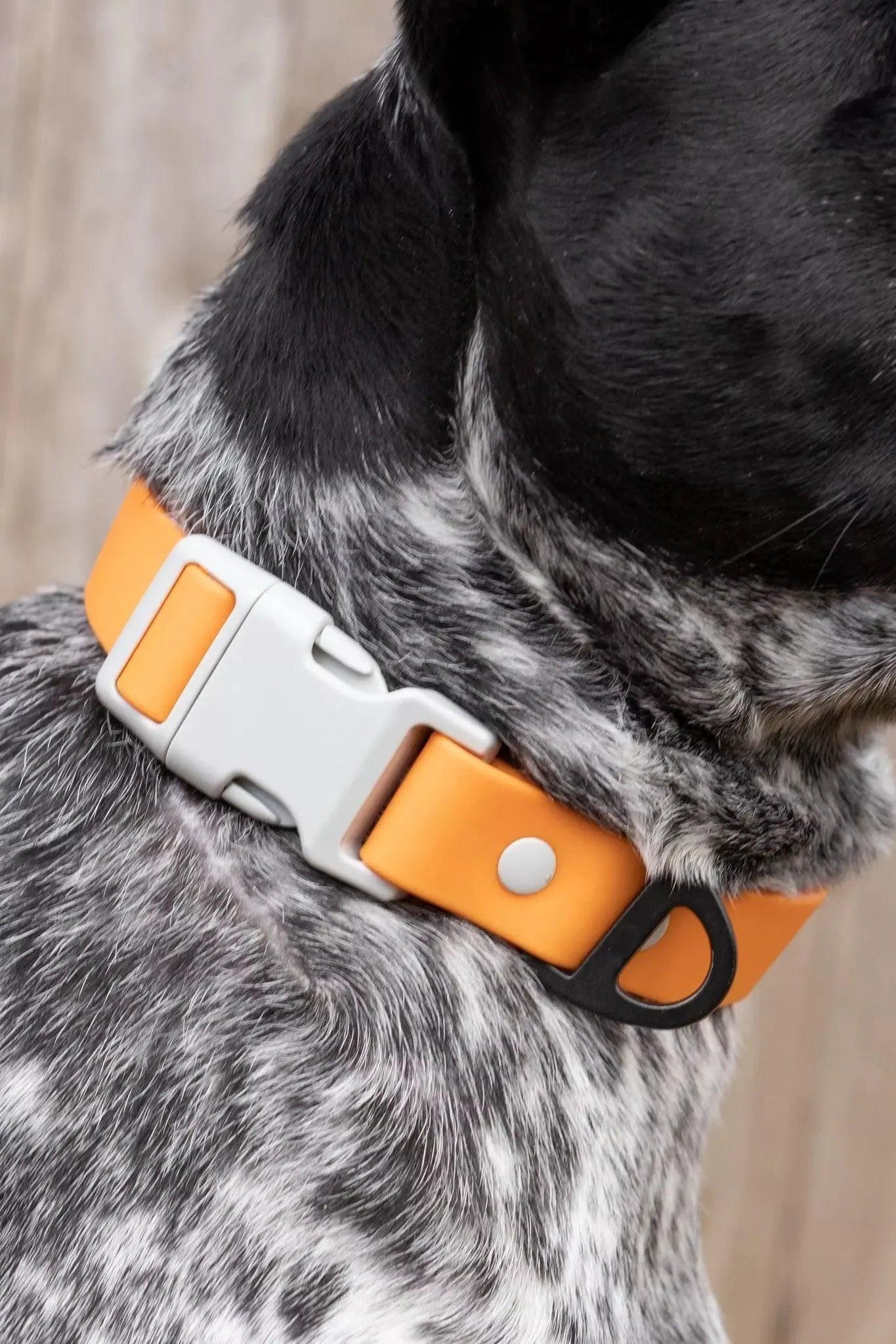 Crimson Glow Waterproof Dog Collar Collar Aria the Fox