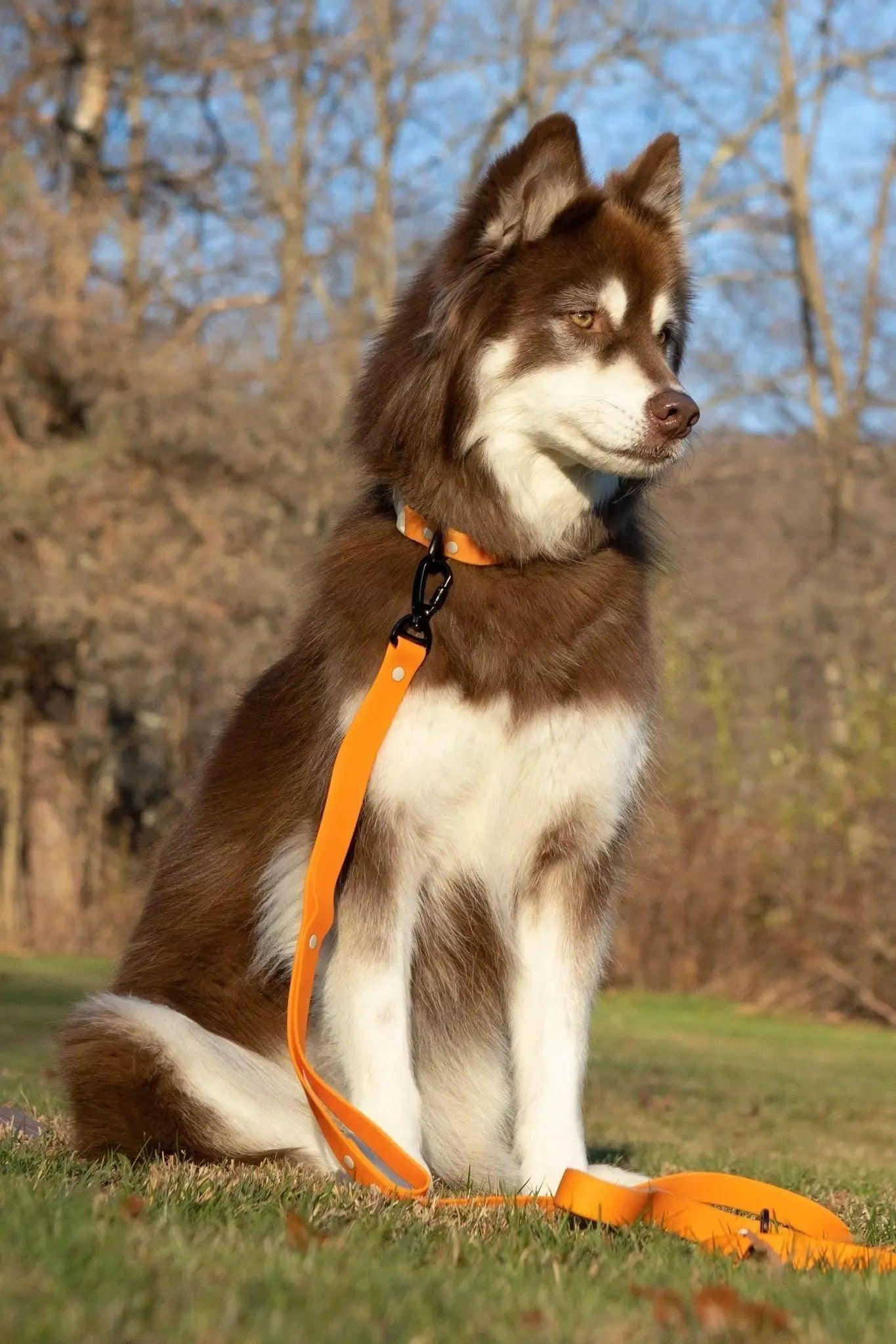 Crimson Glow Waterproof Dog Collar Collar Aria the Fox