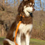 Crimson Glow Waterproof Dog Leash Leash Aria the Fox