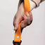 Crimson Glow Waterproof Dog Leash Leash Aria the Fox