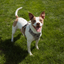 Magnetic Dog Harness with Handle - Easy On, No-Pull Design Pet Harness Up Dog Shop