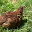 Fertile Quail Eggs – Choose Your Variety Fertile Quail Eggs Buddys Hatchery