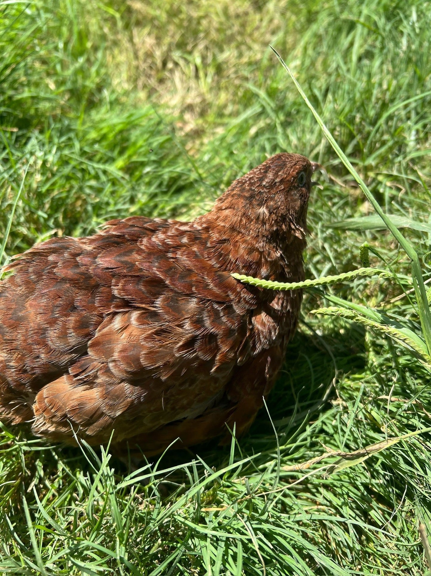 Fertile Quail Eggs – Choose Your Variety Fertile Quail Eggs Buddys Hatchery