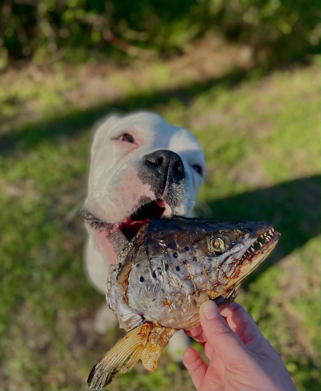 Salmon Head (2 Halves) Naked Beasts