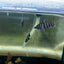 Abramites Headstanders AMERICAN CICHLID Danaqua Live Fish & More