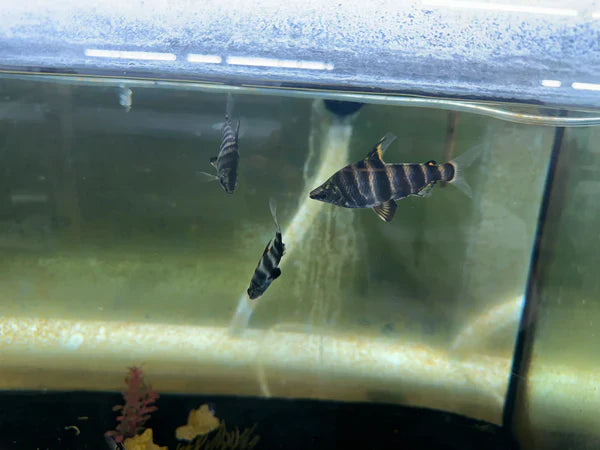 Abramites Headstanders AMERICAN CICHLID Danaqua Live Fish & More