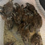 Georgia Giant Quail Hatching Eggs Quail Eggs Buddys Hatchery