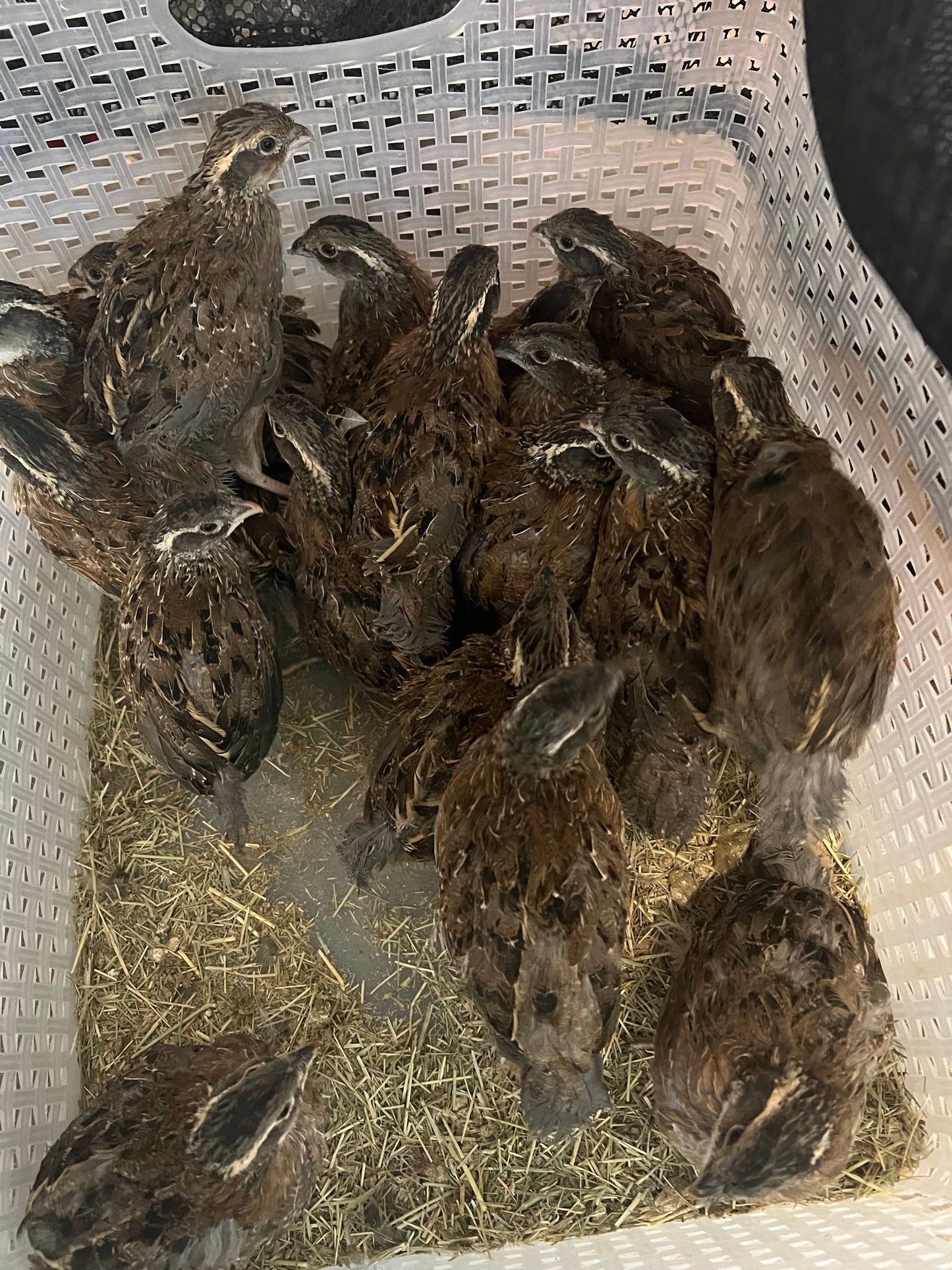 Georgia Giant Quail Hatching Eggs Quail Eggs Buddys Hatchery