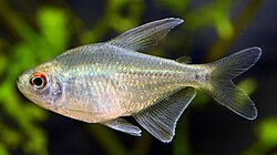 Diamond Tetra PACK OF 6 TETRA Danaqua Live Fish & More