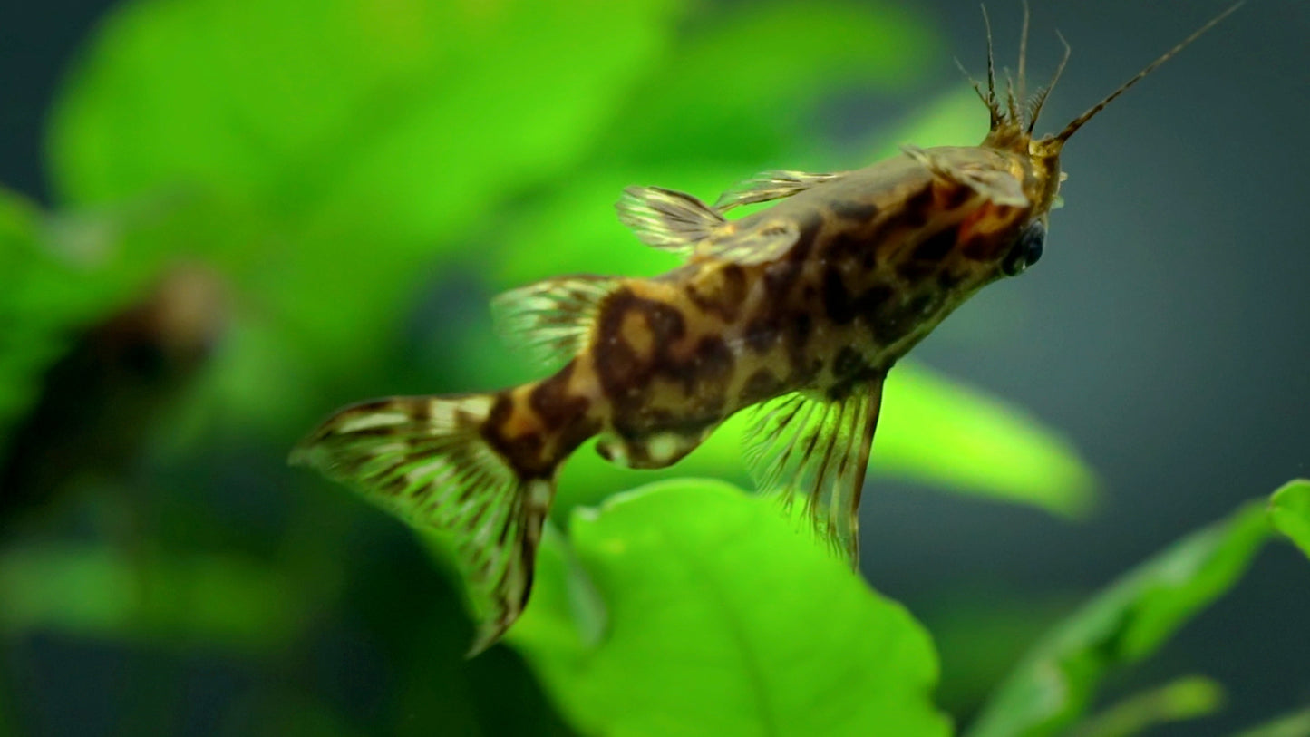 Upside Down Catfish CATFISH Danaqua Live Fish & More