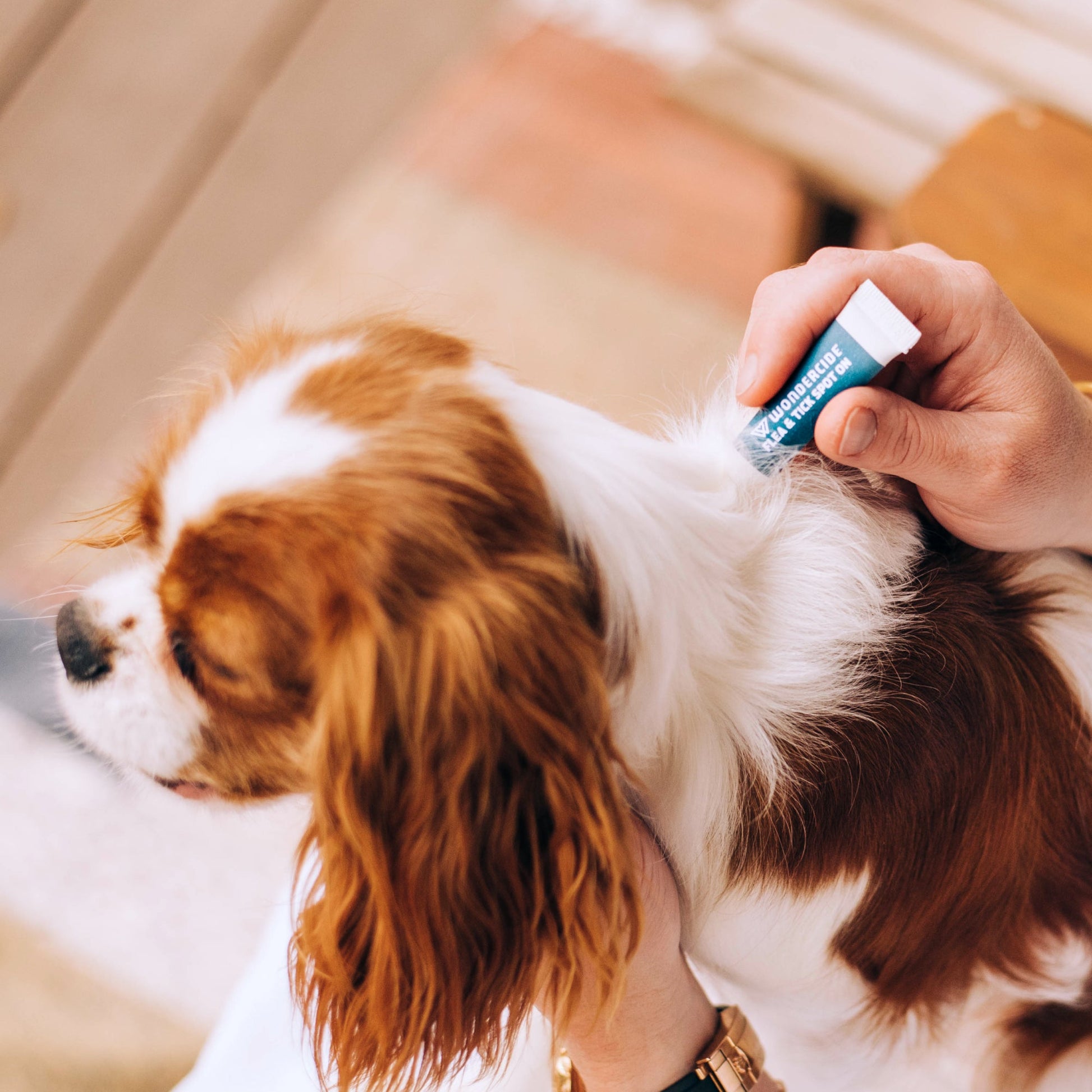12-Month Flea & Tick Spot On for Dogs + Cats sale Wondercide