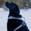 Magnetic Dog Harness with Handle - Easy On, No-Pull Design Pet Harness Up Dog Shop