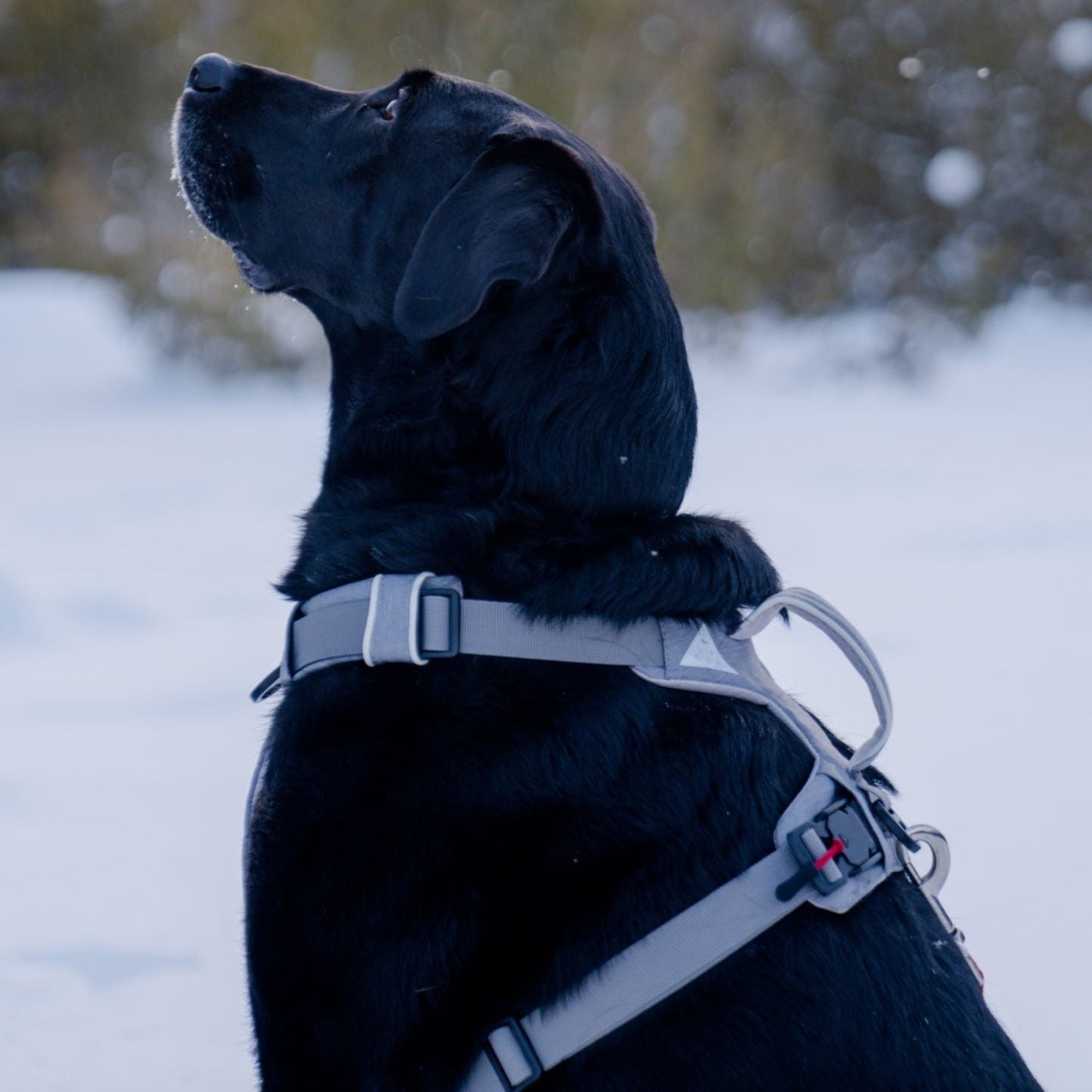 Magnetic Dog Harness with Handle - Easy On, No-Pull Design Pet Harness Up Dog Shop