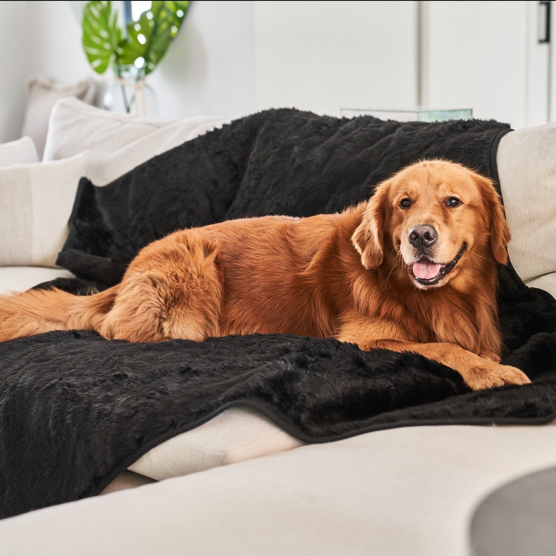 PupProtector™ Summer Short Fur Waterproof Throw Blanket - Midnight Black Original (60"L x 50"W) Dog Blanket Paw.com