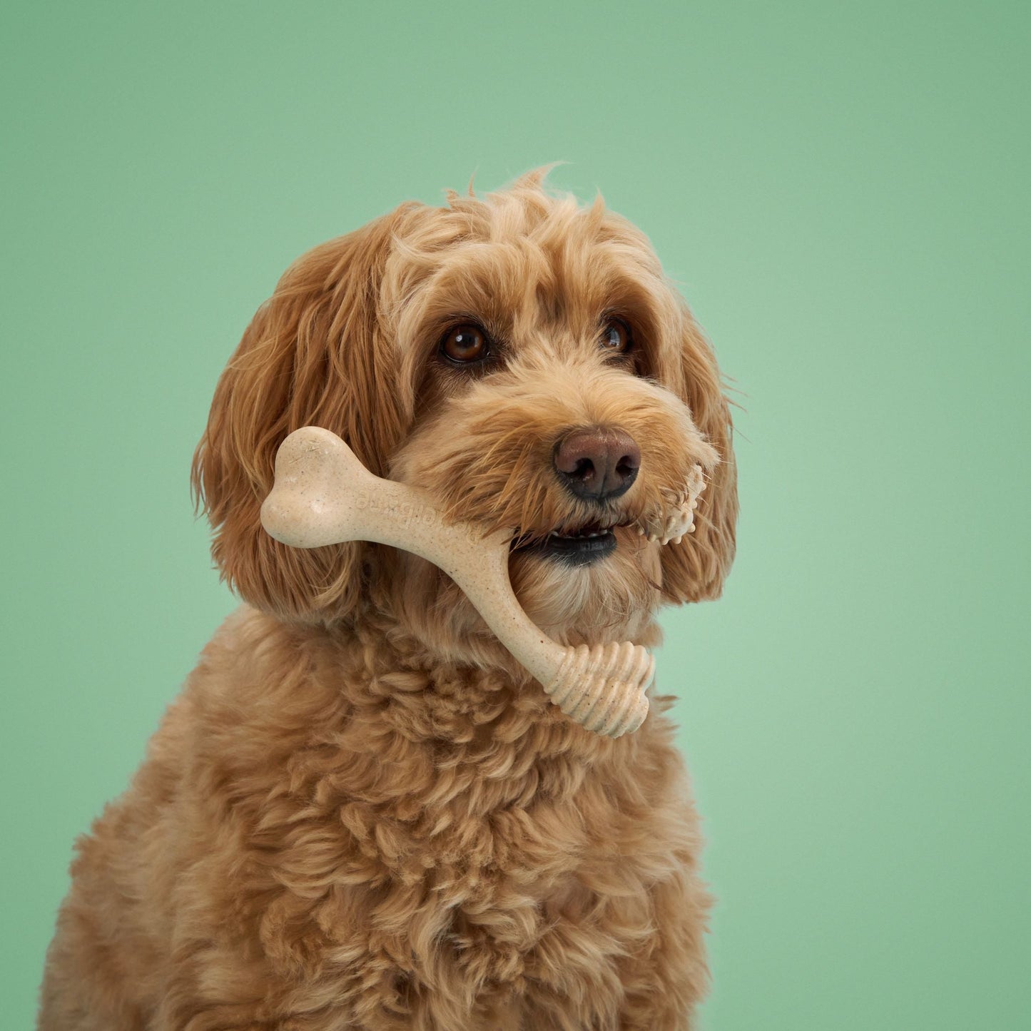 BetterBone MODERATE Chew Toy Dog Toys BetterBone All Natural Eco-Friendly Dog Chews & Bones