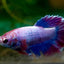 Assorted Betta Female BETTA Danaqua Live Fish & More