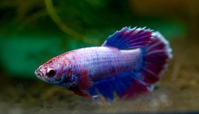 Assorted Betta Female BETTA Danaqua Live Fish & More