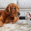 Marlie Mist Pet Odor Eliminator Spray with Essential Oils Pet Fragrances & Deodorizing Sprays Paw.com