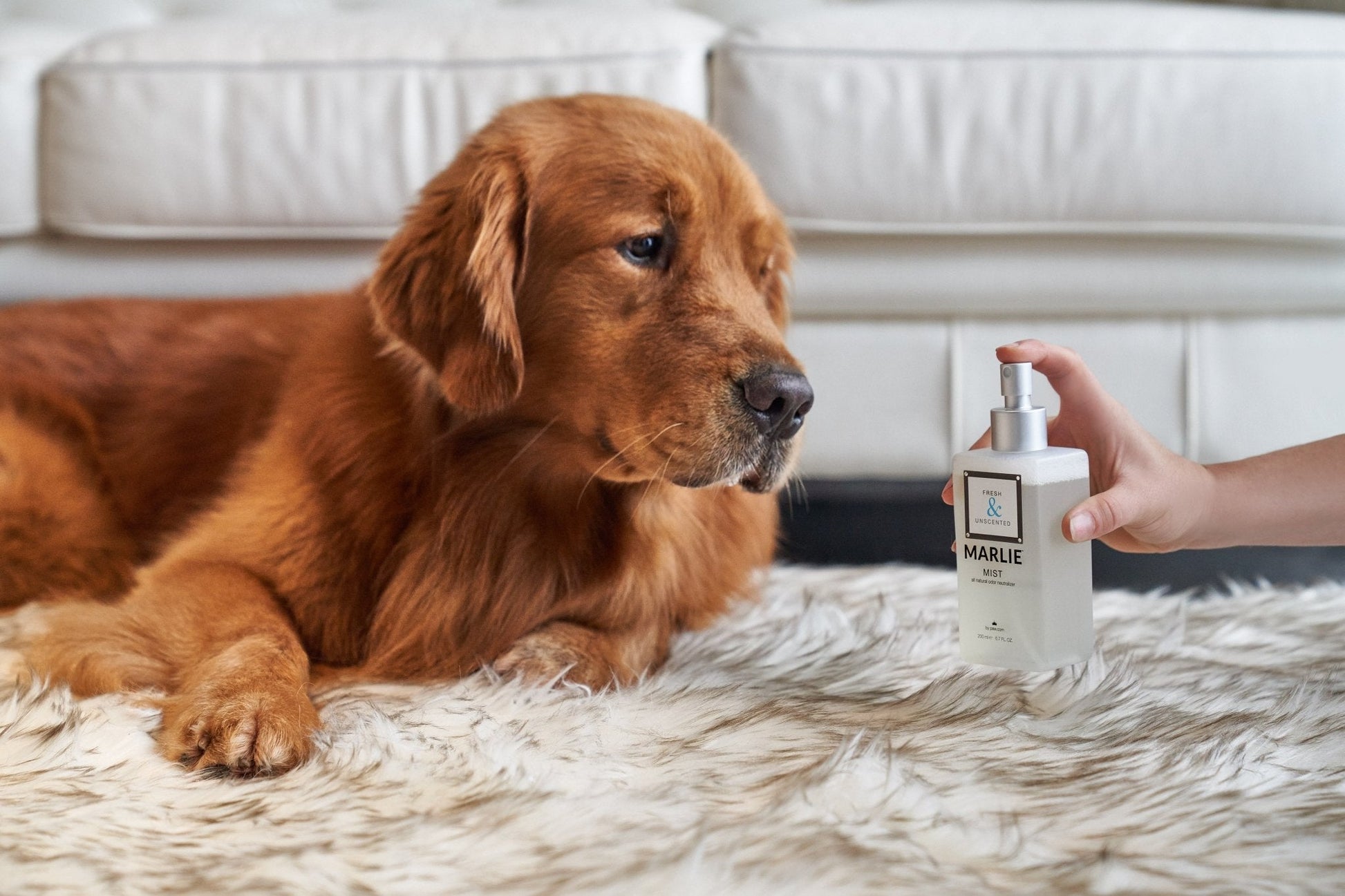 Marlie Mist Pet Odor Eliminator Spray with Essential Oils Pet Fragrances & Deodorizing Sprays Paw.com