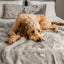 PupProtector™ Summer Short Fur Waterproof Throw Blanket - Grey Dog Blanket Paw.com