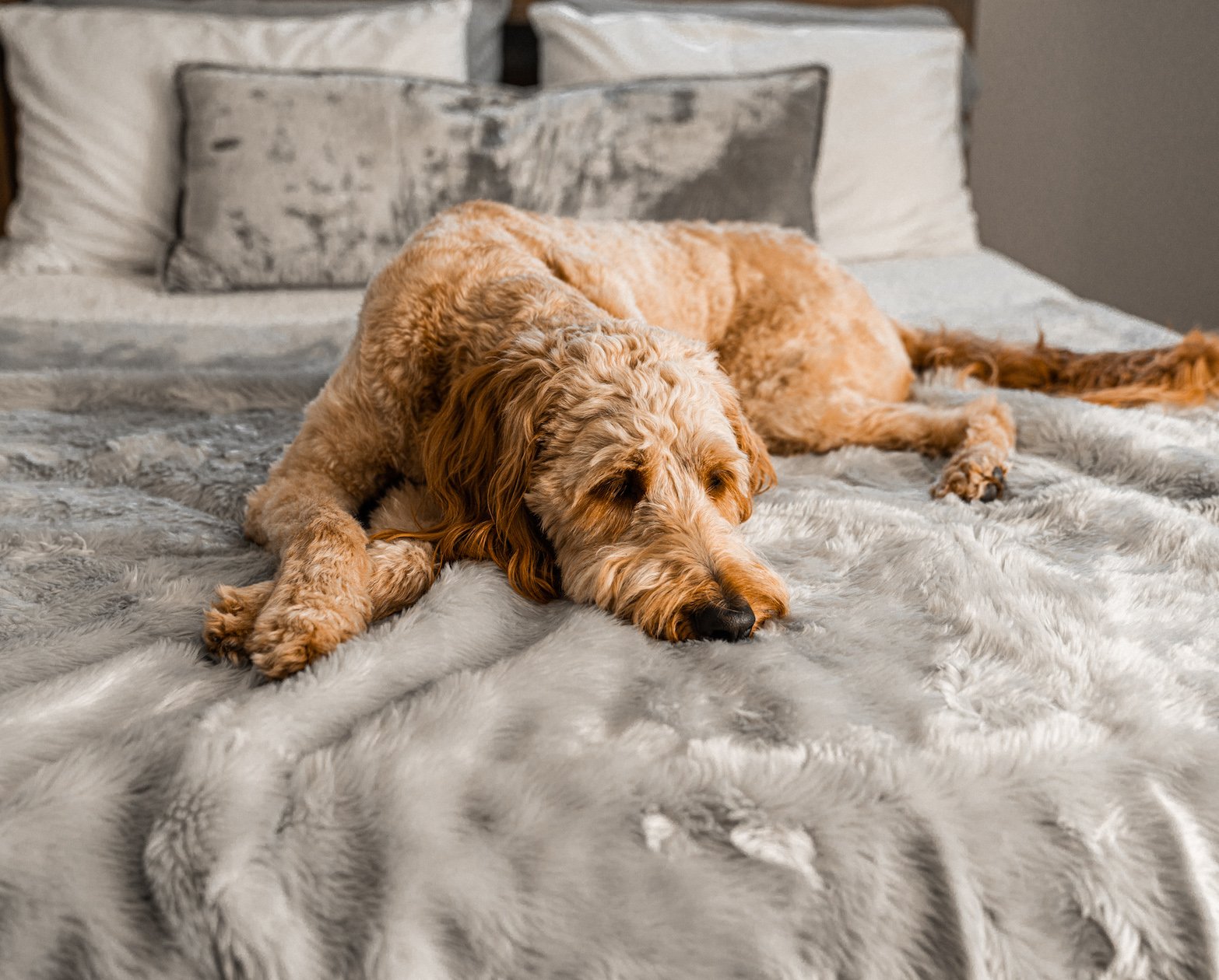 PupProtector™ Summer Short Fur Waterproof Throw Blanket - Grey Dog Blanket Paw.com