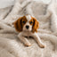 PupProtector™ Summer Short Fur Waterproof Throw Blanket - White with Brown Accents Dog Blanket Paw