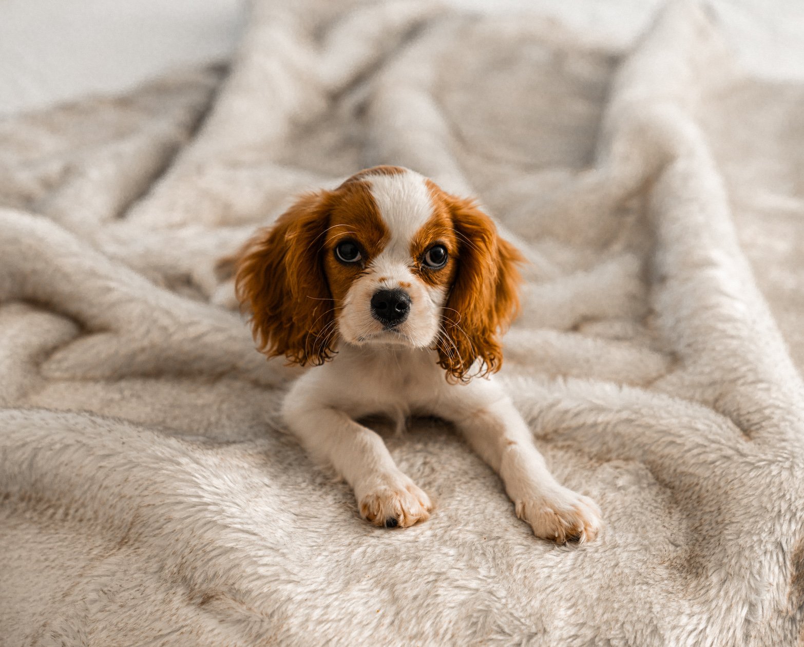 PupProtector™ Summer Short Fur Waterproof Throw Blanket - White with Brown Accents Dog Blanket Paw