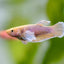 Assorted Betta Female BETTA Danaqua Live Fish & More