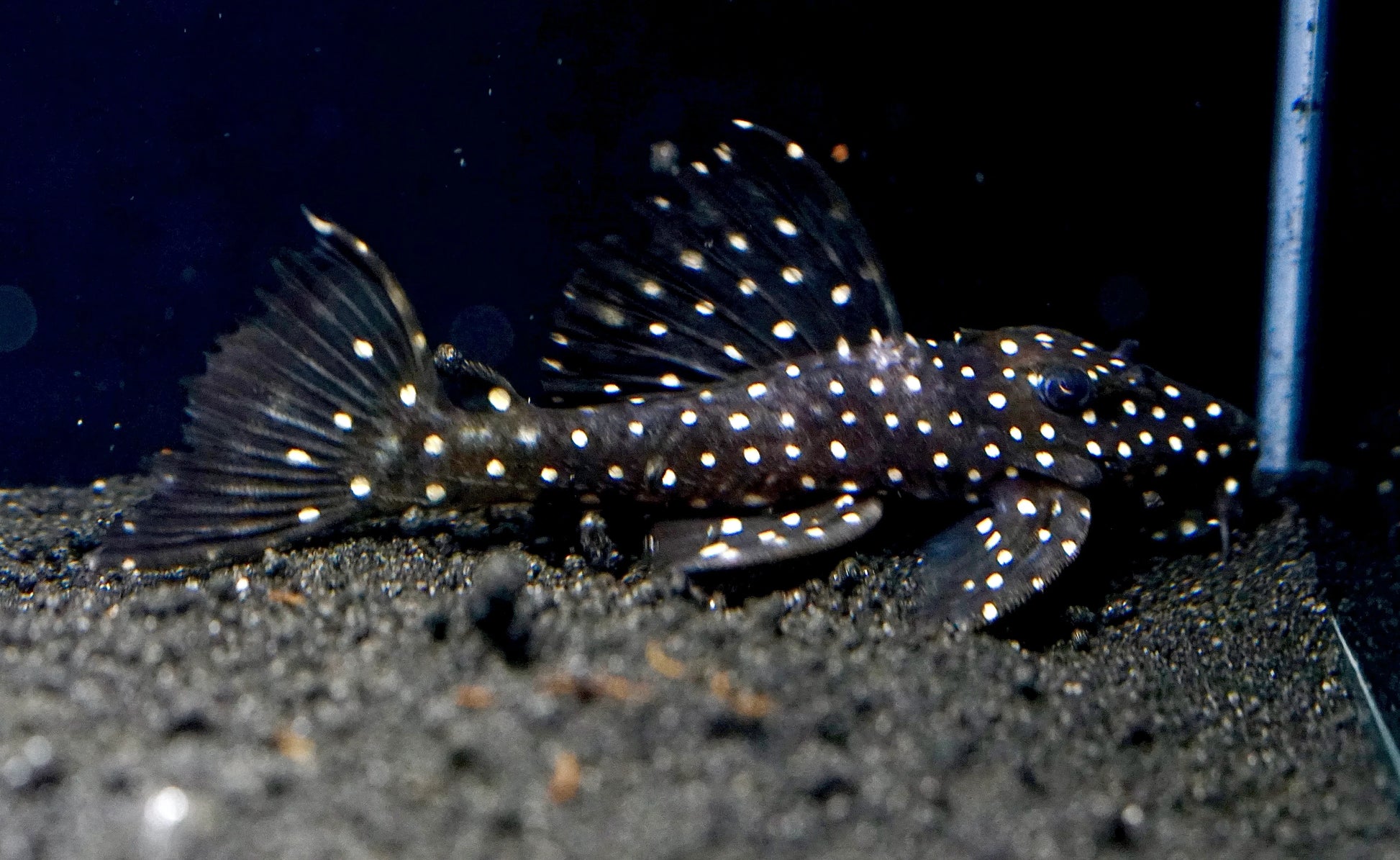 Galaxy Pleco L240 (Vampire Pleco) PLECO Danaqua Live Fish & More