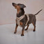 Yellow - Velvet Dog Harness Velvet Harness FURLOU